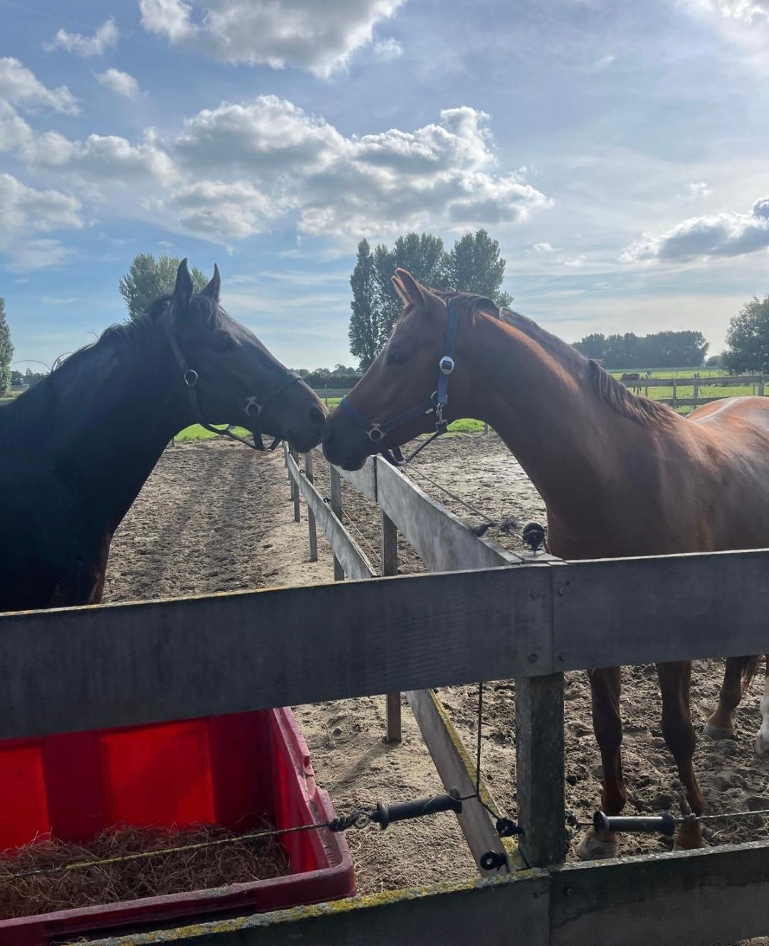 kwpn dressuurpaard hengst 2 år donkerbruin till salu - Foto 2