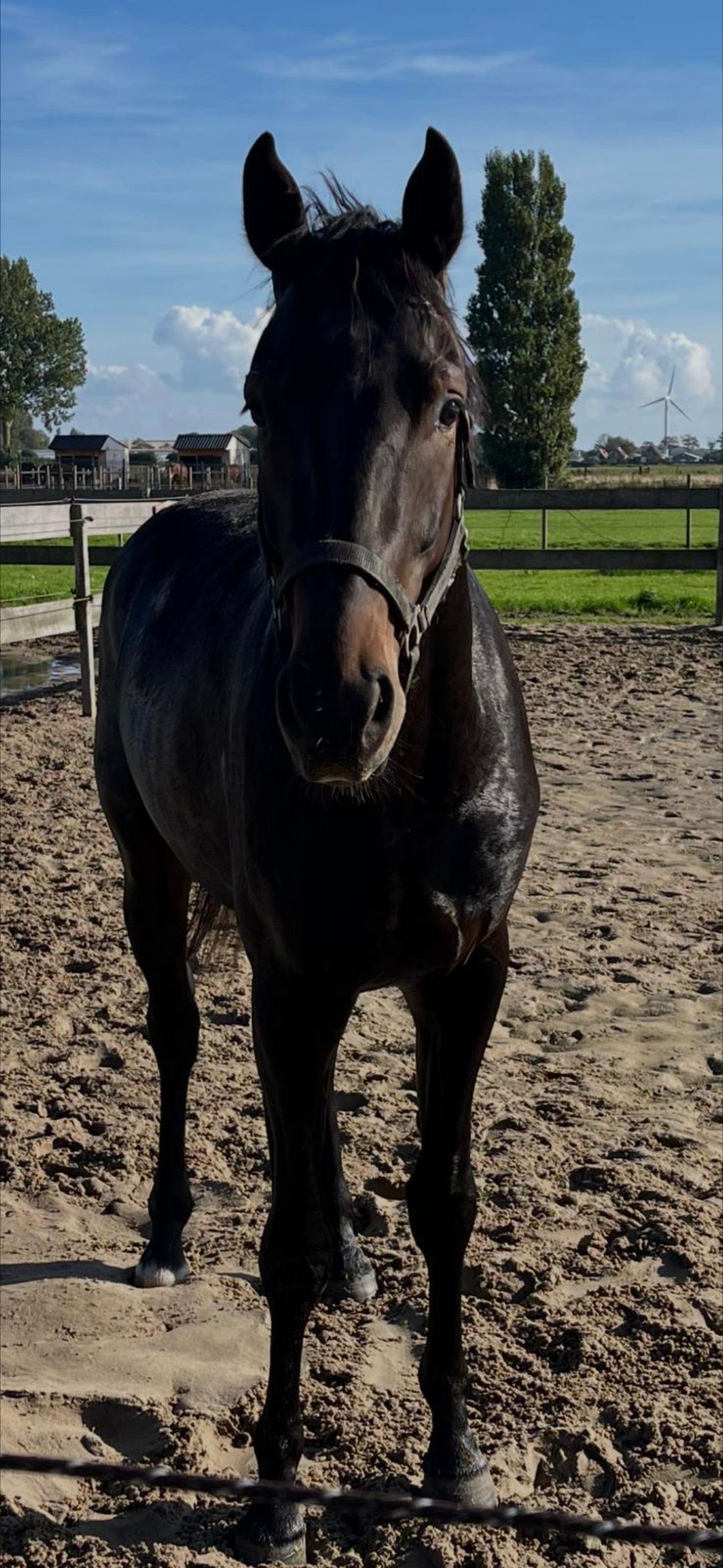 kwpn dressuurpaard hengst 2 år donkerbruin till salu - Foto 5