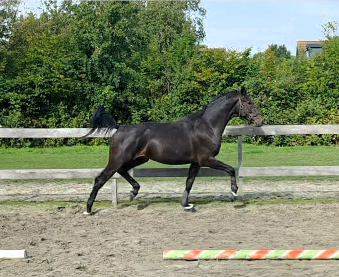 kwpn dressuurpaard hengst 2 år donkerbruin till salu - Foto 3