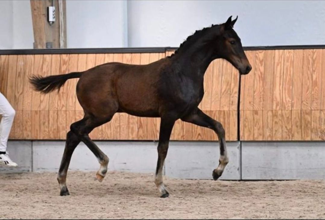 kwpn dressuurpaard hengst 2 år donkerbruin till salu - Foto 4