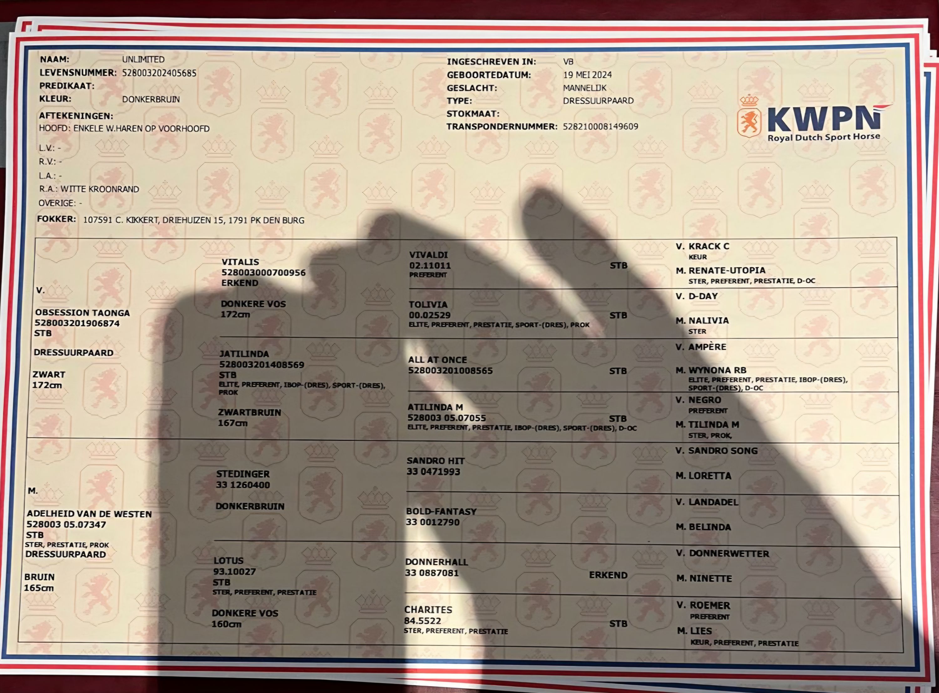 kwpn dressuurpaard hengst 2 år donkerbruin till salu - Foto 6