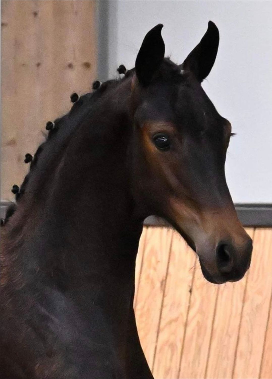 Häftig Obsession Taonga-hingst