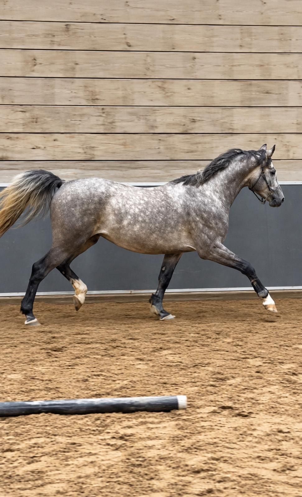 zangersheide springpony ruin 4 years old schimmel for sale - Photo 4