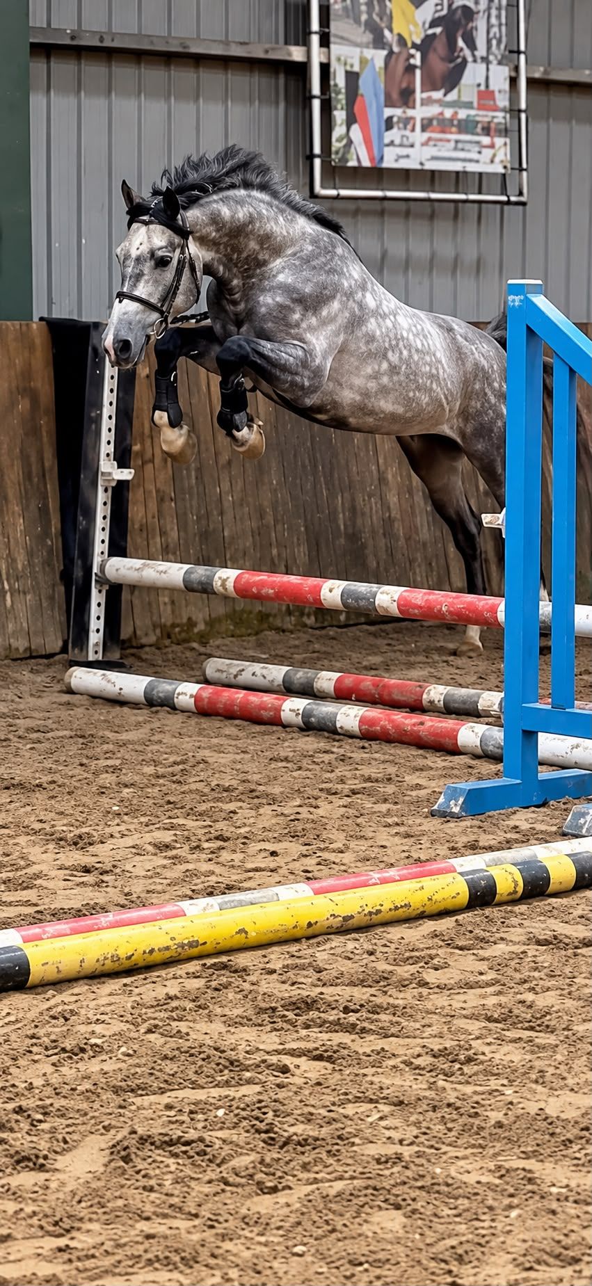 Talented 4-year-old E-jumping pony | 1,54 m | gelding | Zangersheide