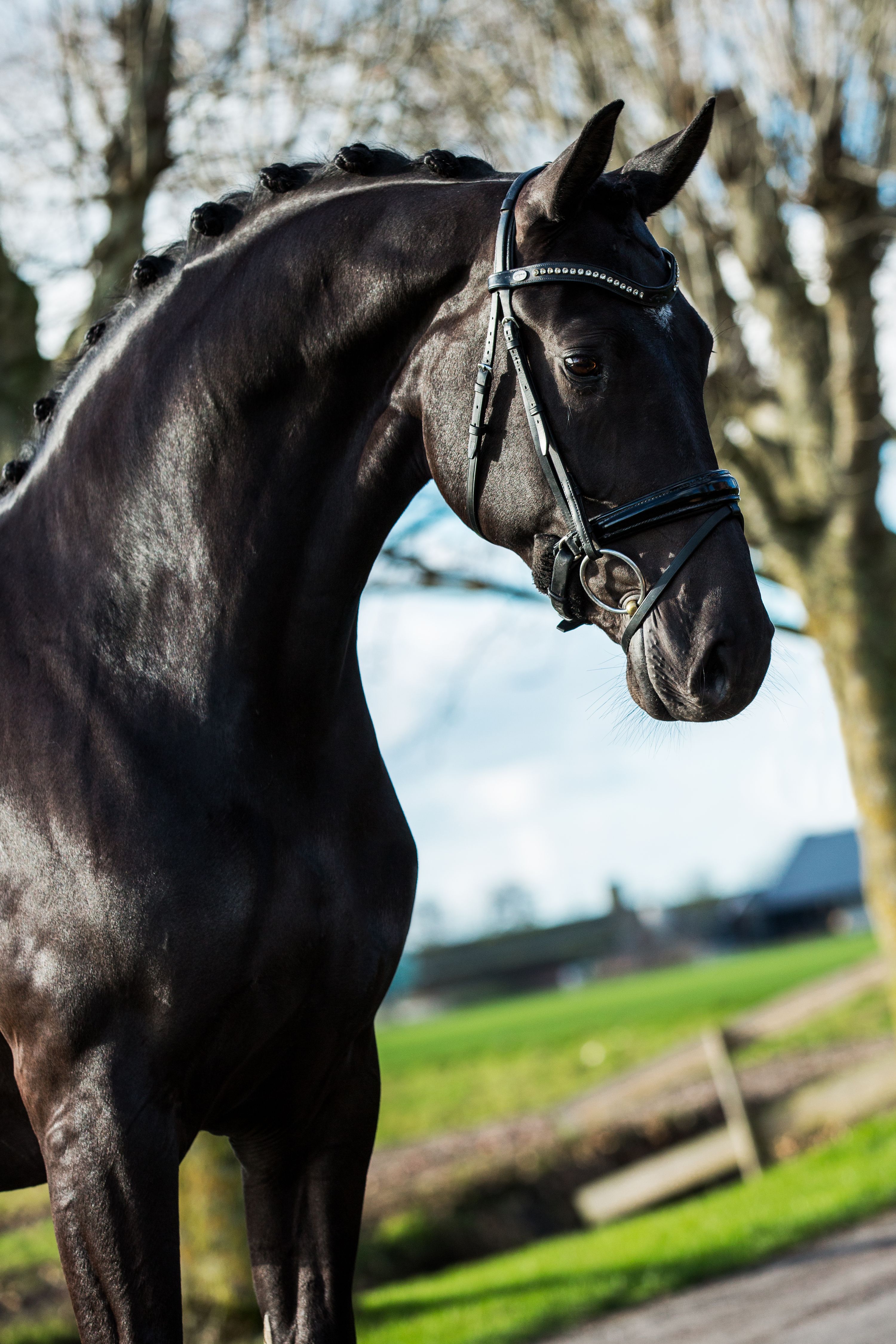 Smart black Elite broodmare in foal to Red Viper