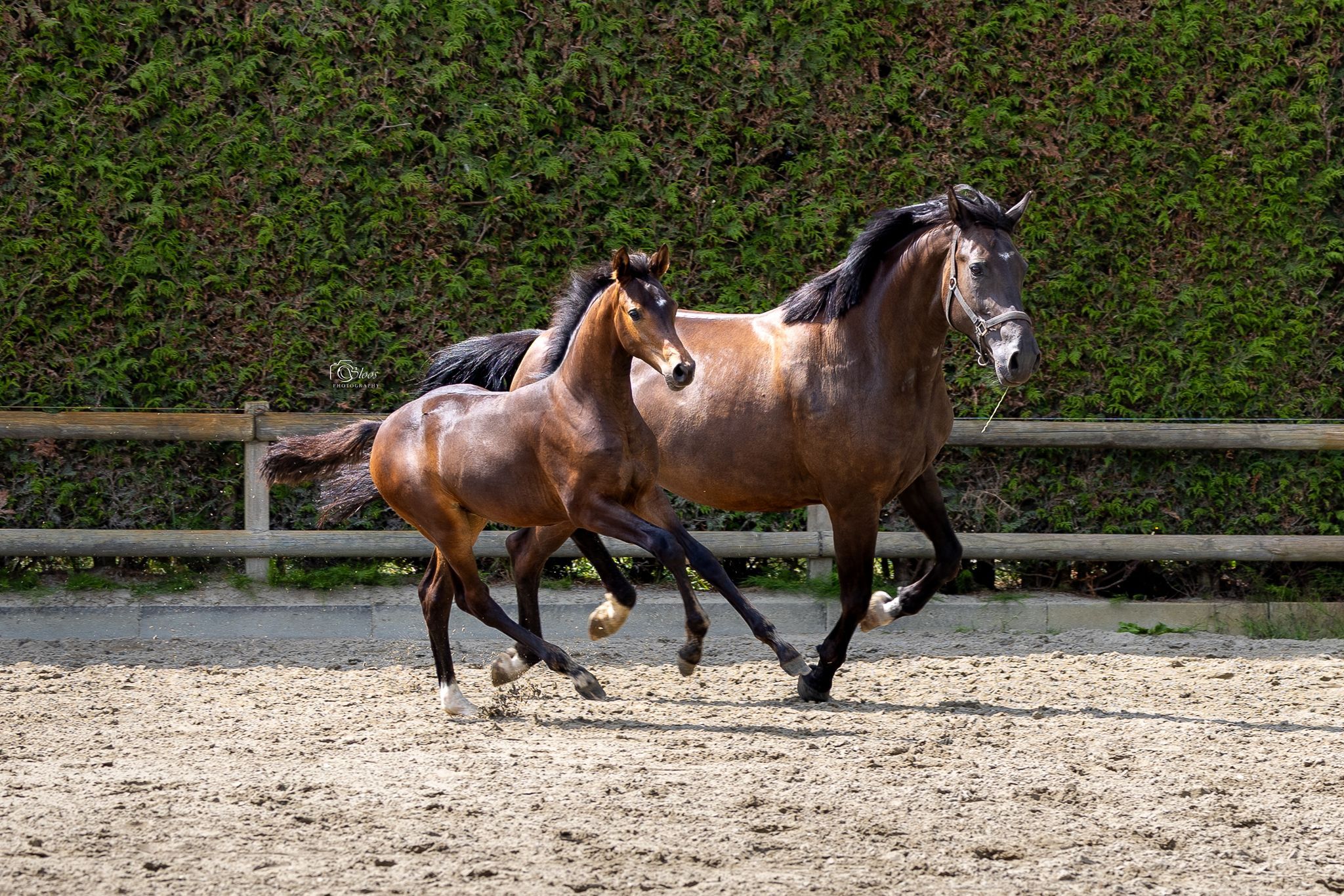 kwpn fokmerrie merrie 12 years old zwart for sale - Photo 2