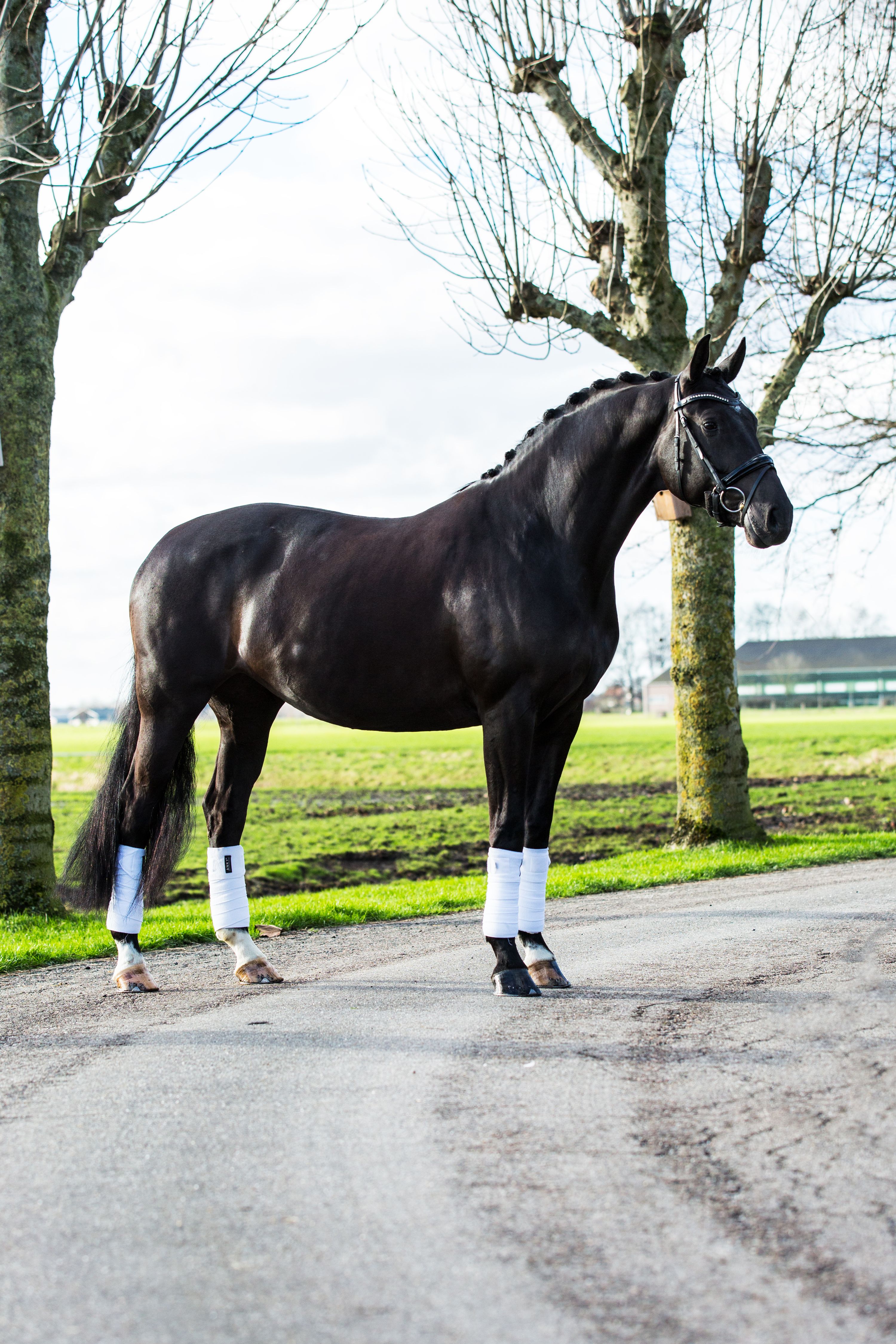 kwpn fokmerrie merrie 12 years old zwart for sale - Photo 3