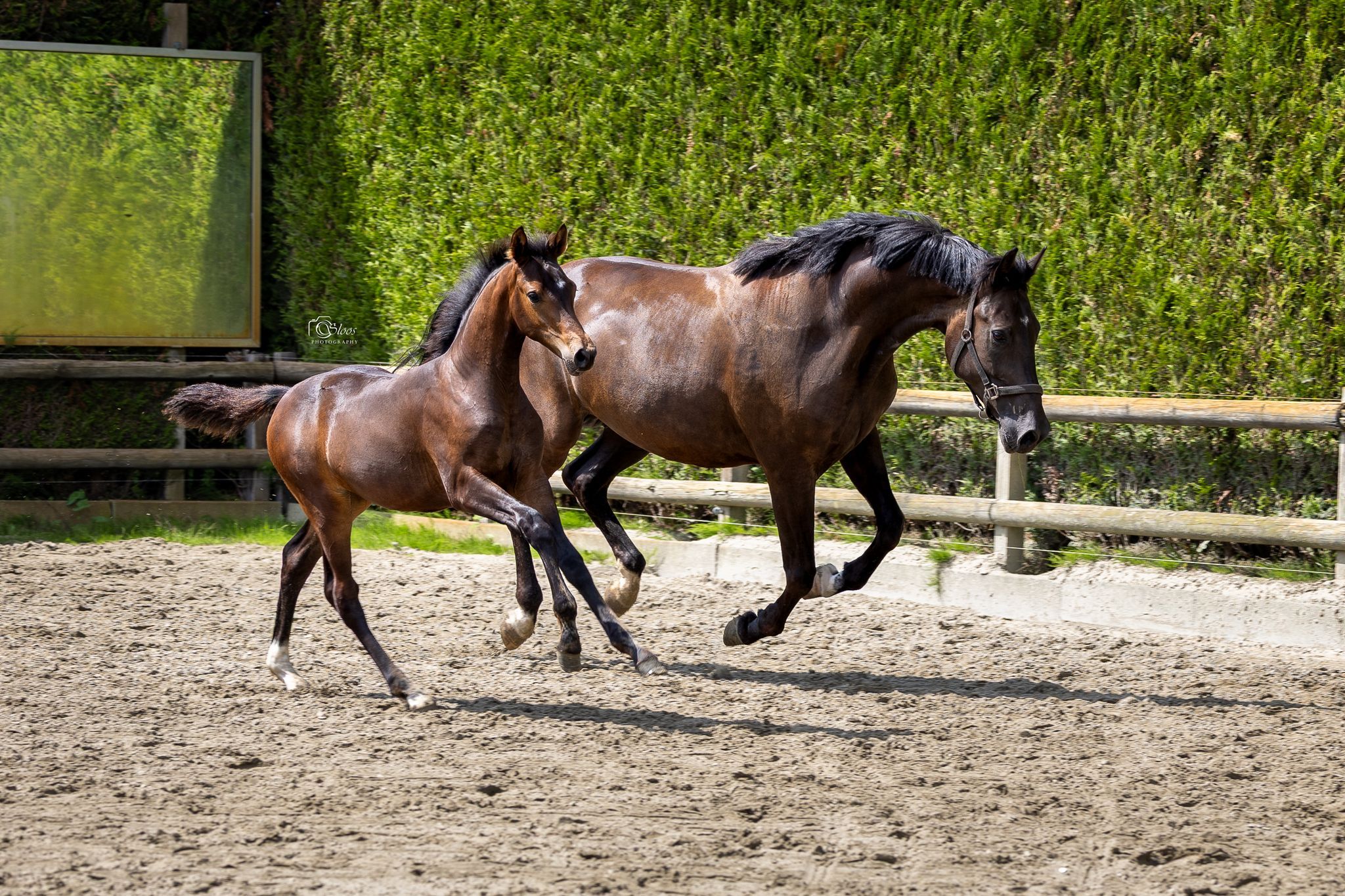 kwpn fokmerrie merrie 12 years old zwart for sale - Photo 4