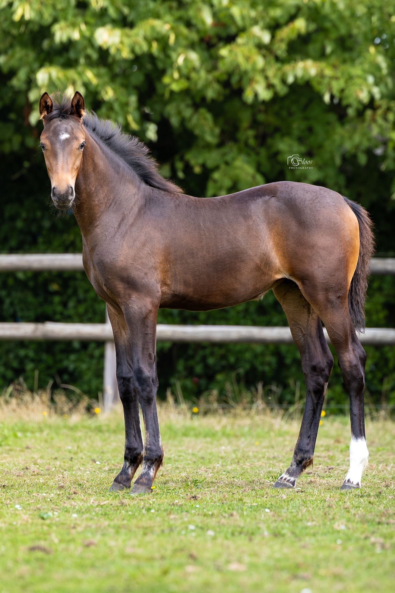 kwpn fokmerrie merrie 12 years old zwart for sale - Photo 5