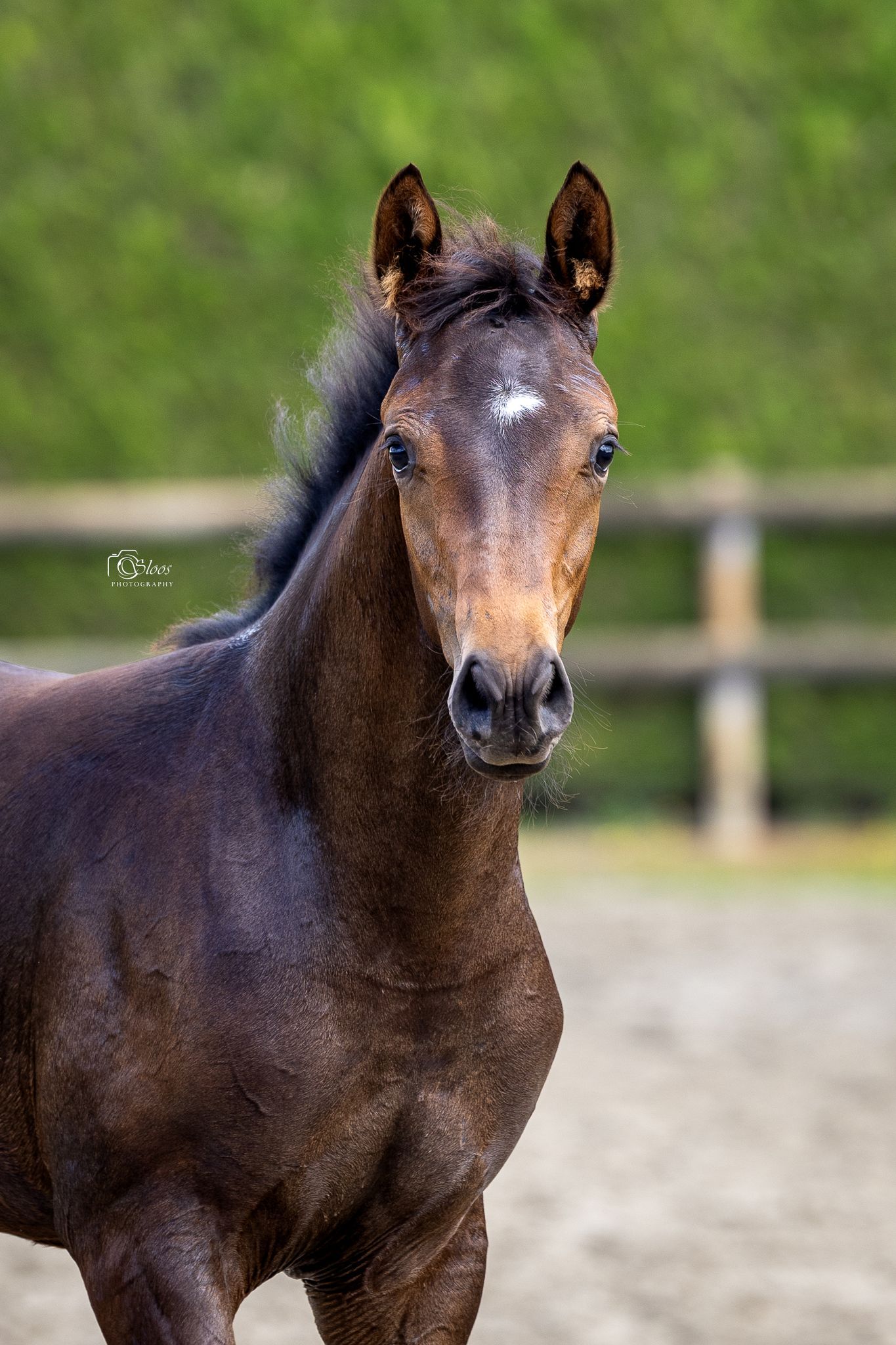 kwpn fokmerrie merrie 12 years old zwart for sale - Photo 6