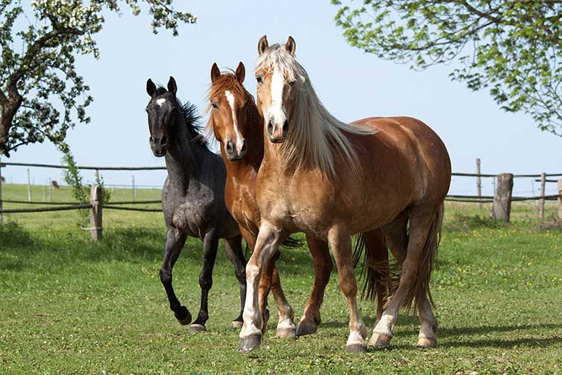 Full (or partial) horse accommodation for rent