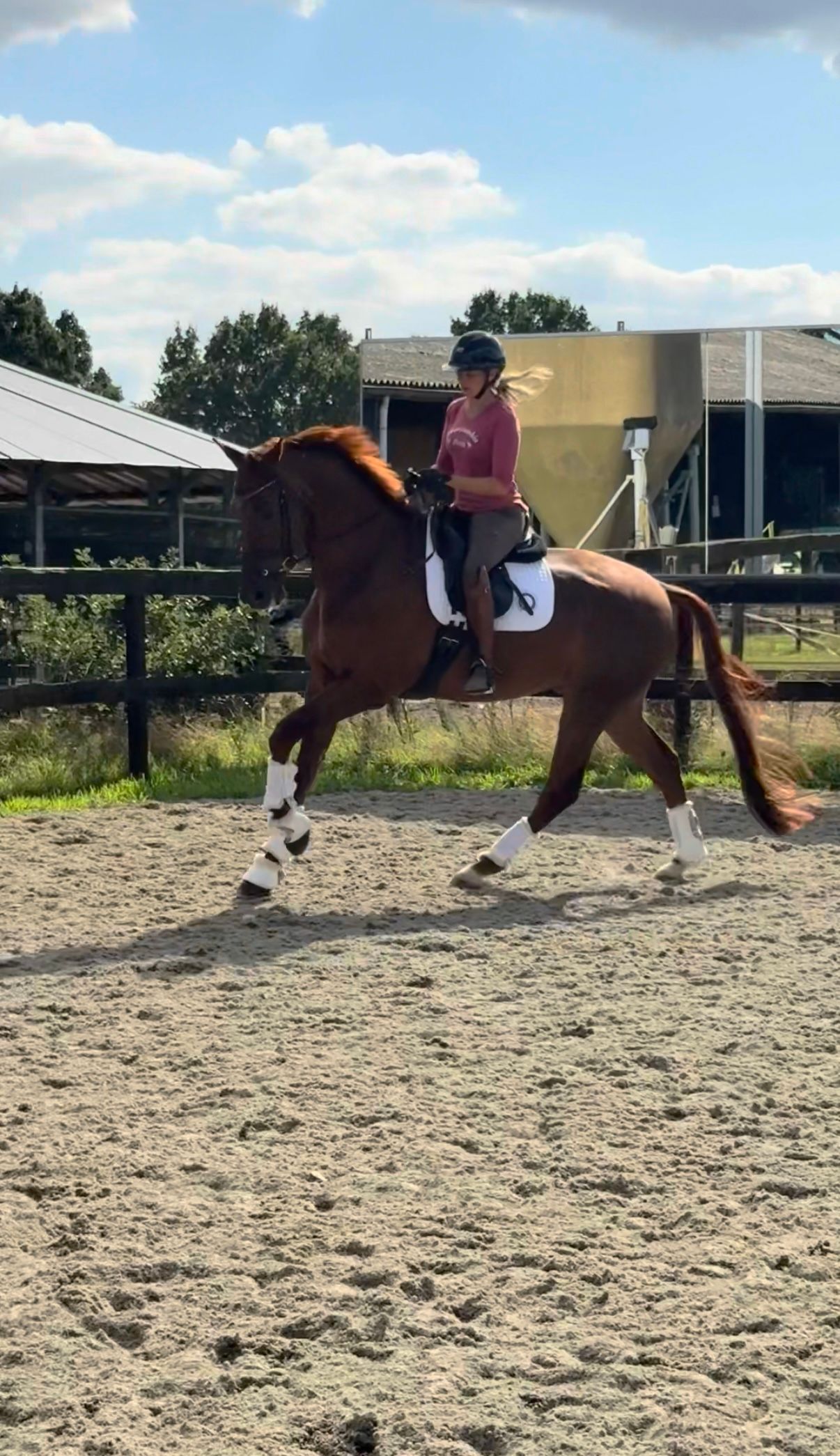 Stunning younghorse