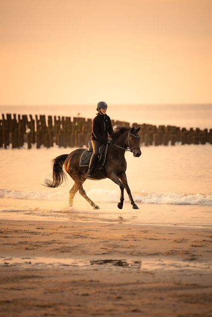 Handsome 11-year-old gelding