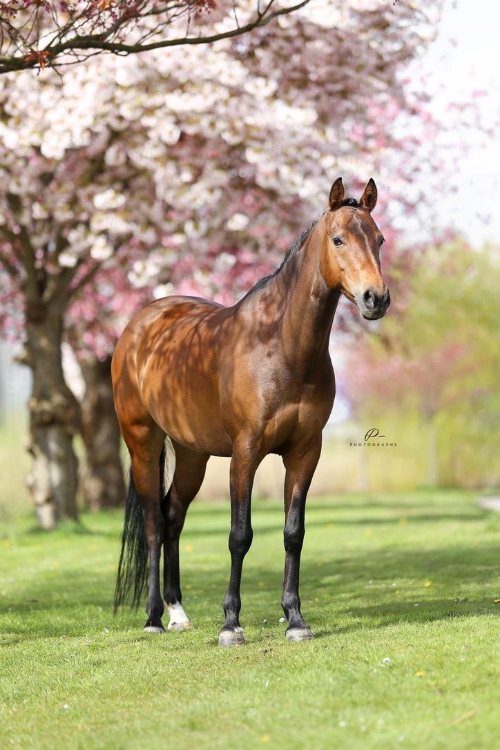 Pipp, all-rounder pony for sale, mare, 11 years