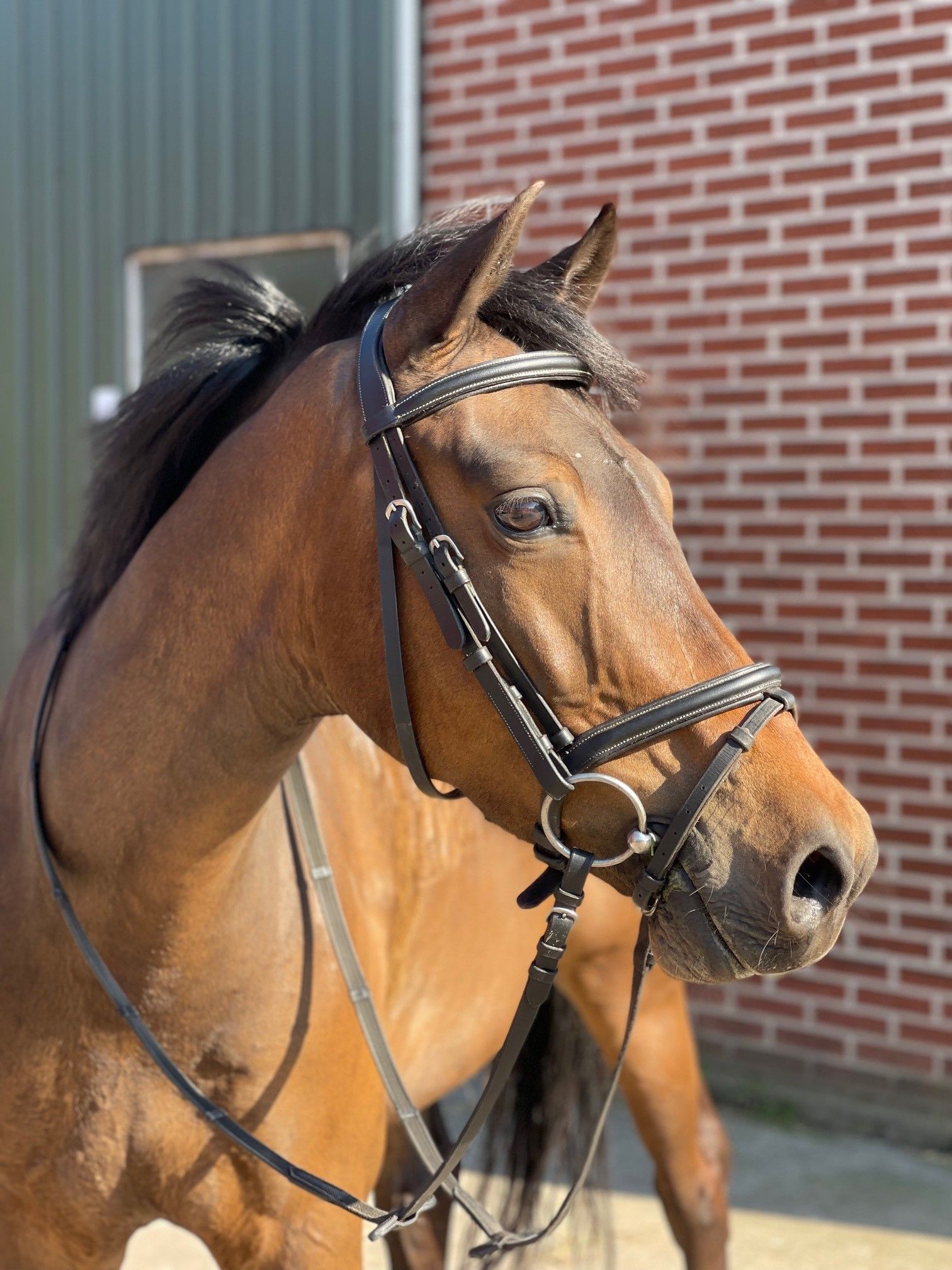 nrps dressuurpony ruin 11 years old donkerbruin for sale - Photo 2