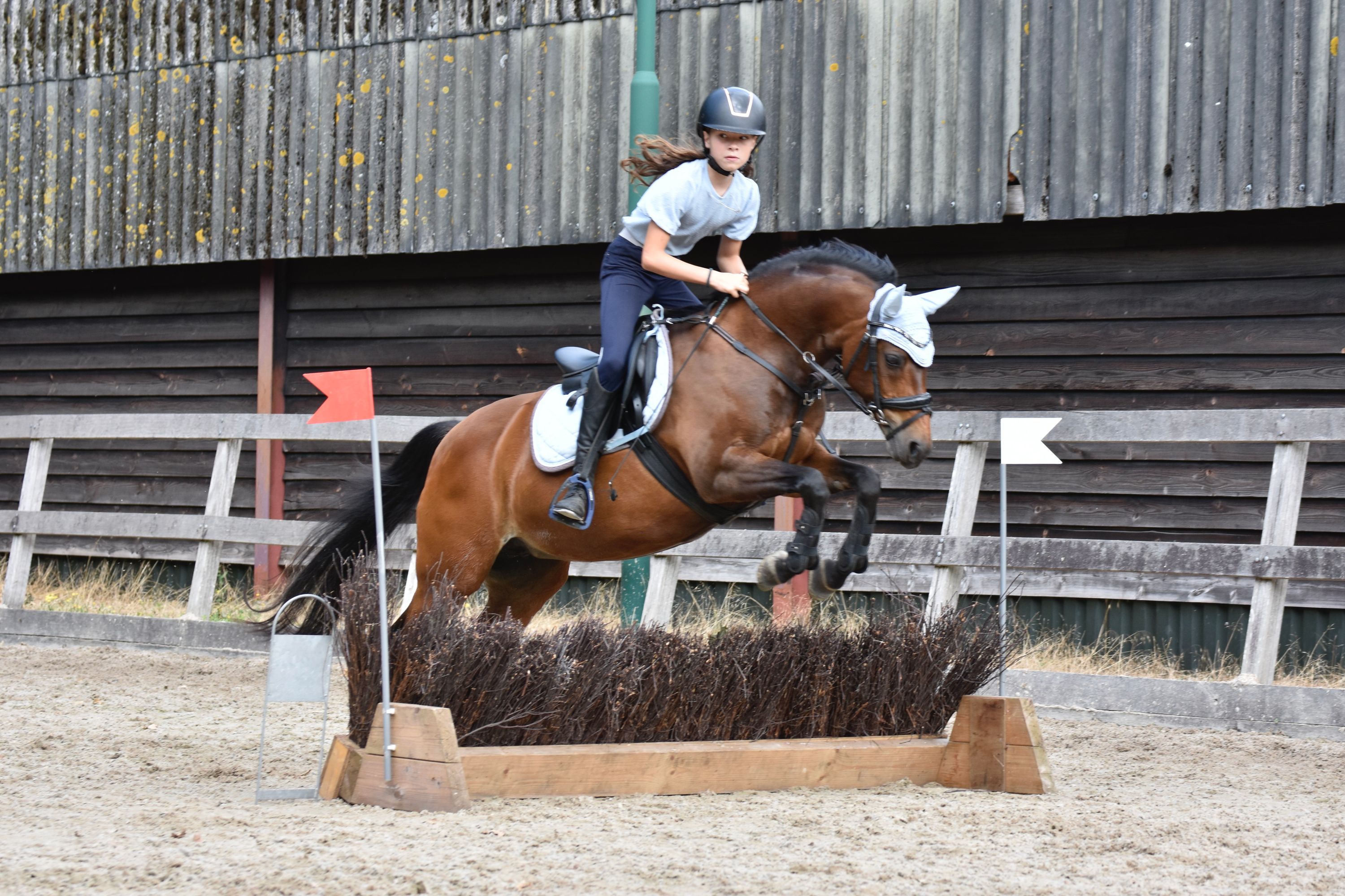 allround-pony merrie 11 years old for sale - Photo 3