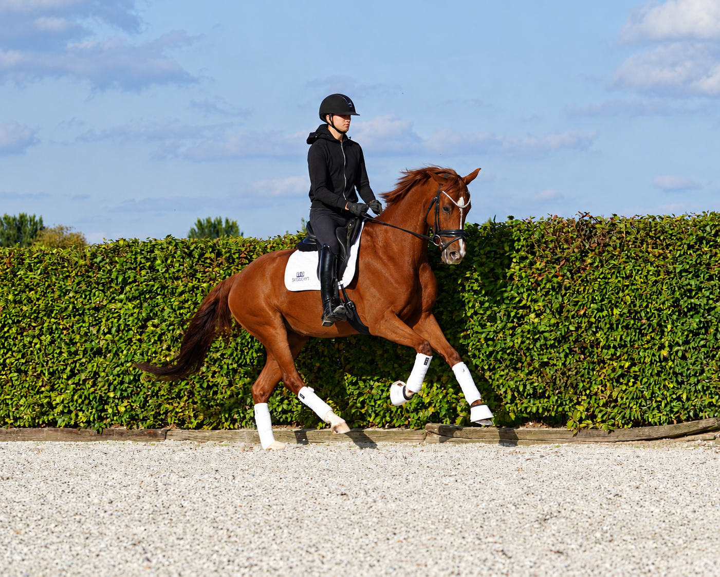 dressuurpaard merrie 5 years old for sale - Photo 2