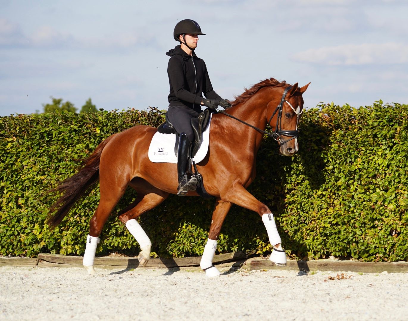 dressuurpaard merrie 5 years old for sale - Photo 3
