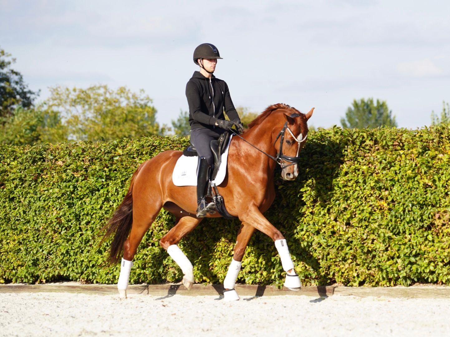 dressuurpaard merrie 5 years old for sale - Photo 5