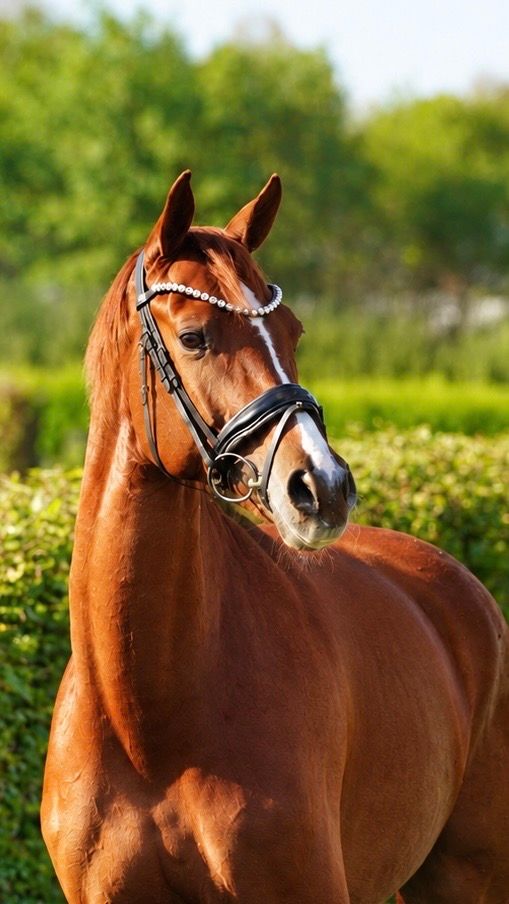 dressuurpaard merrie 5 years old for sale - Photo 4