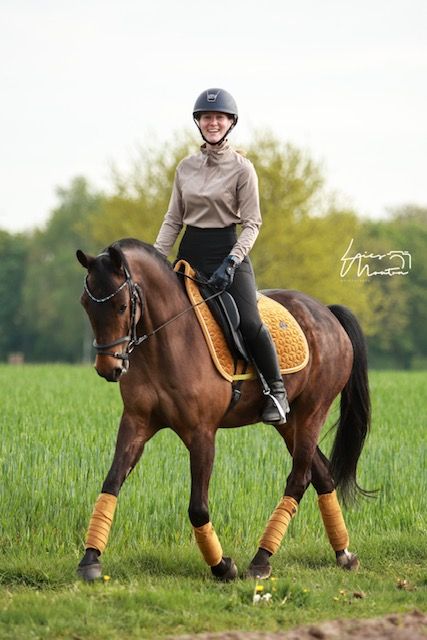 nrps dressuurpony ruin 11 years old donkerbruin for sale - Photo 3