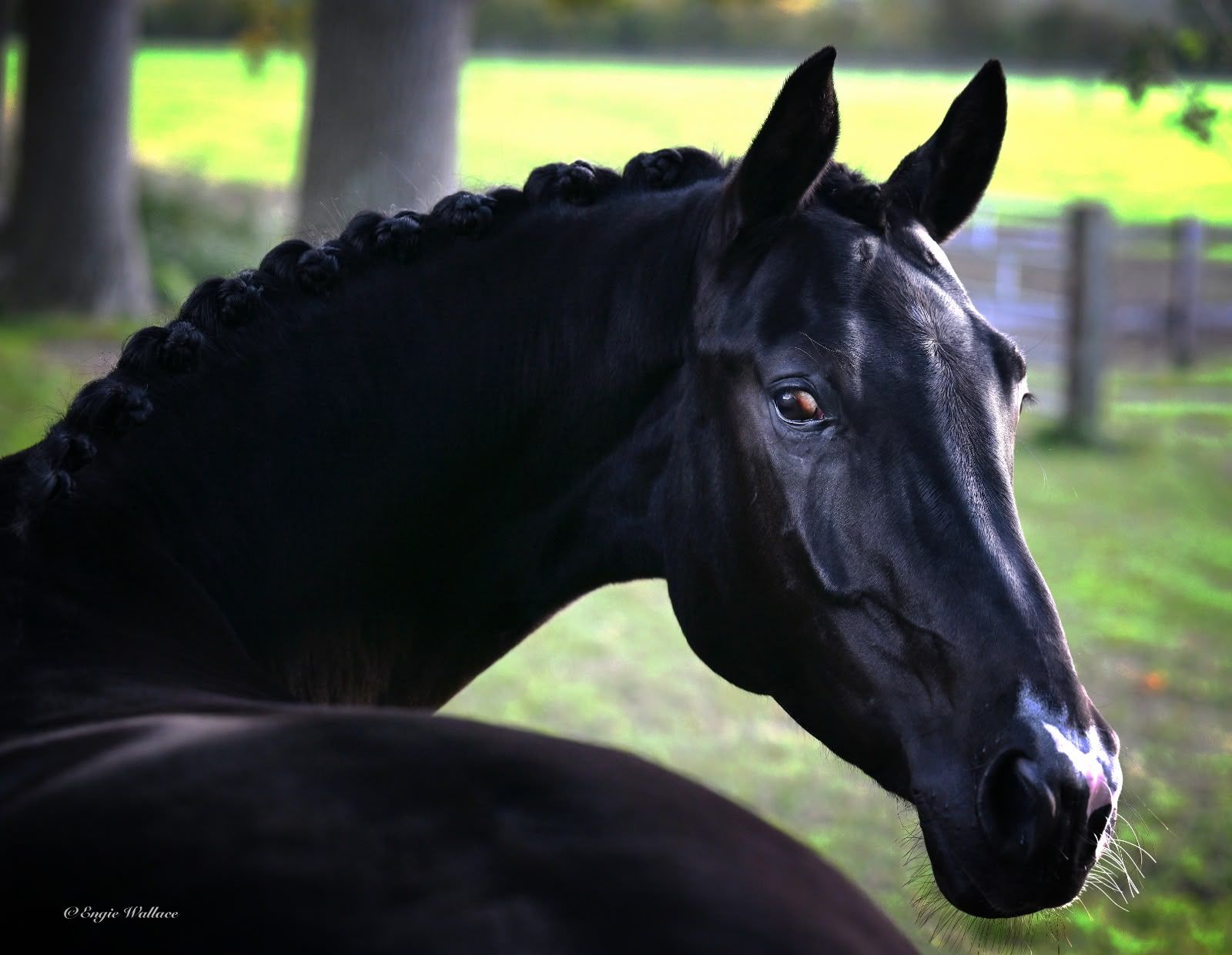 9yo talented dressage mare with jumping potential
