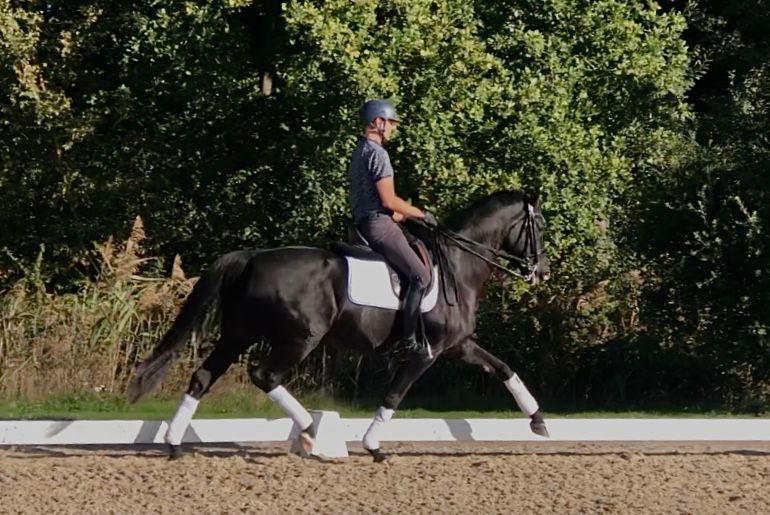 kwpn dressuurpaard merrie 9 years old zwart for sale - Photo 5