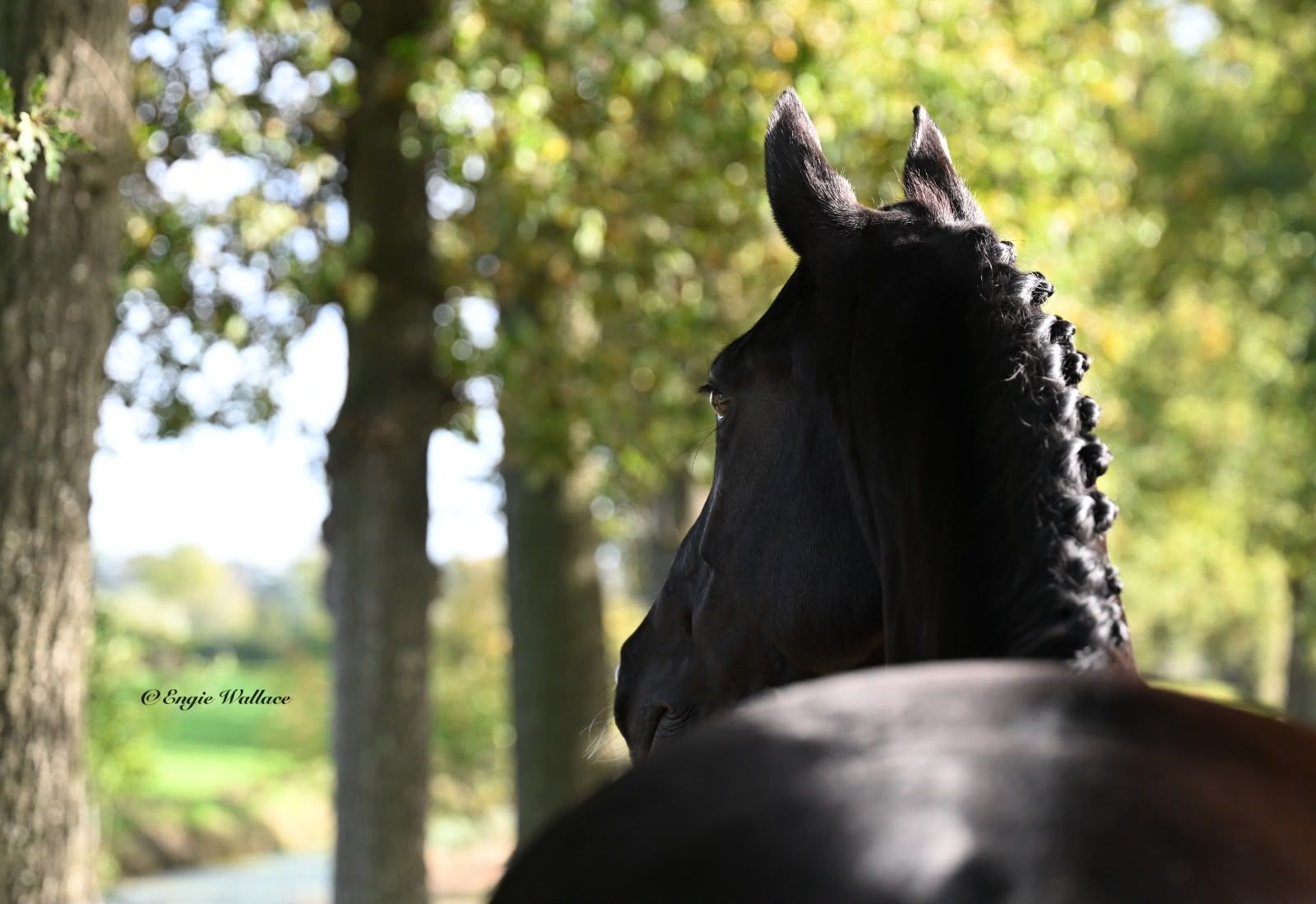 kwpn dressuurpaard merrie 9 years old zwart for sale - Photo 3