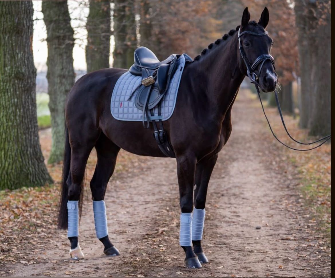 kwpn dressuurpaard merrie 9 years old zwart for sale - Photo 2