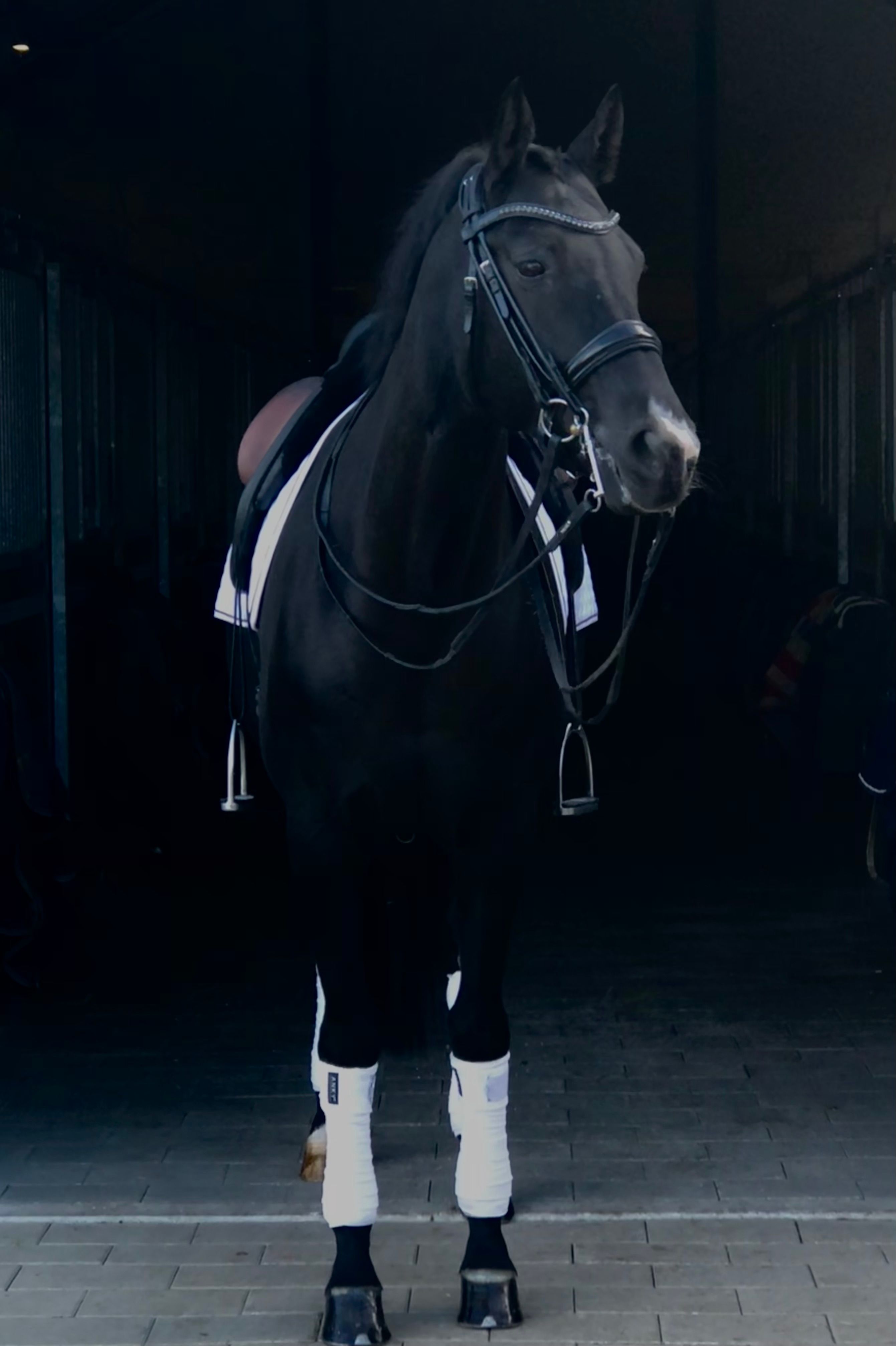 kwpn dressuurpaard merrie 9 years old zwart for sale - Photo 4