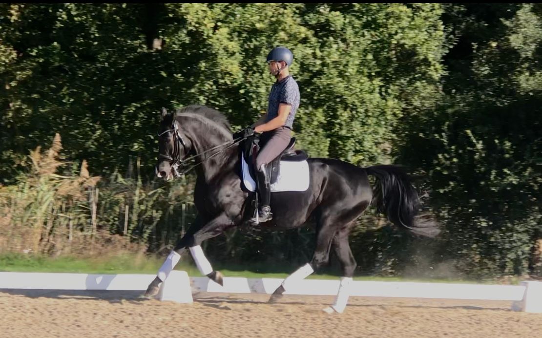 kwpn dressuurpaard merrie 9 years old zwart for sale - Photo 6