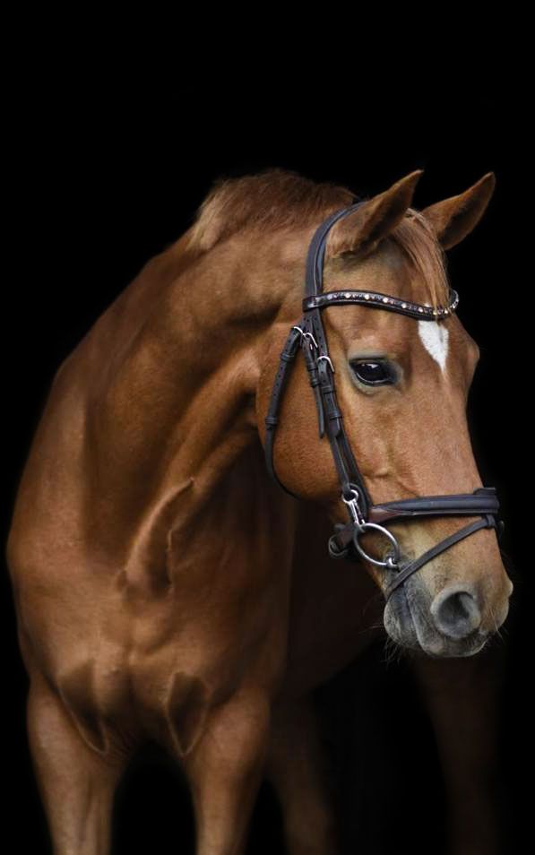 D pony chestnut gelding 17yo