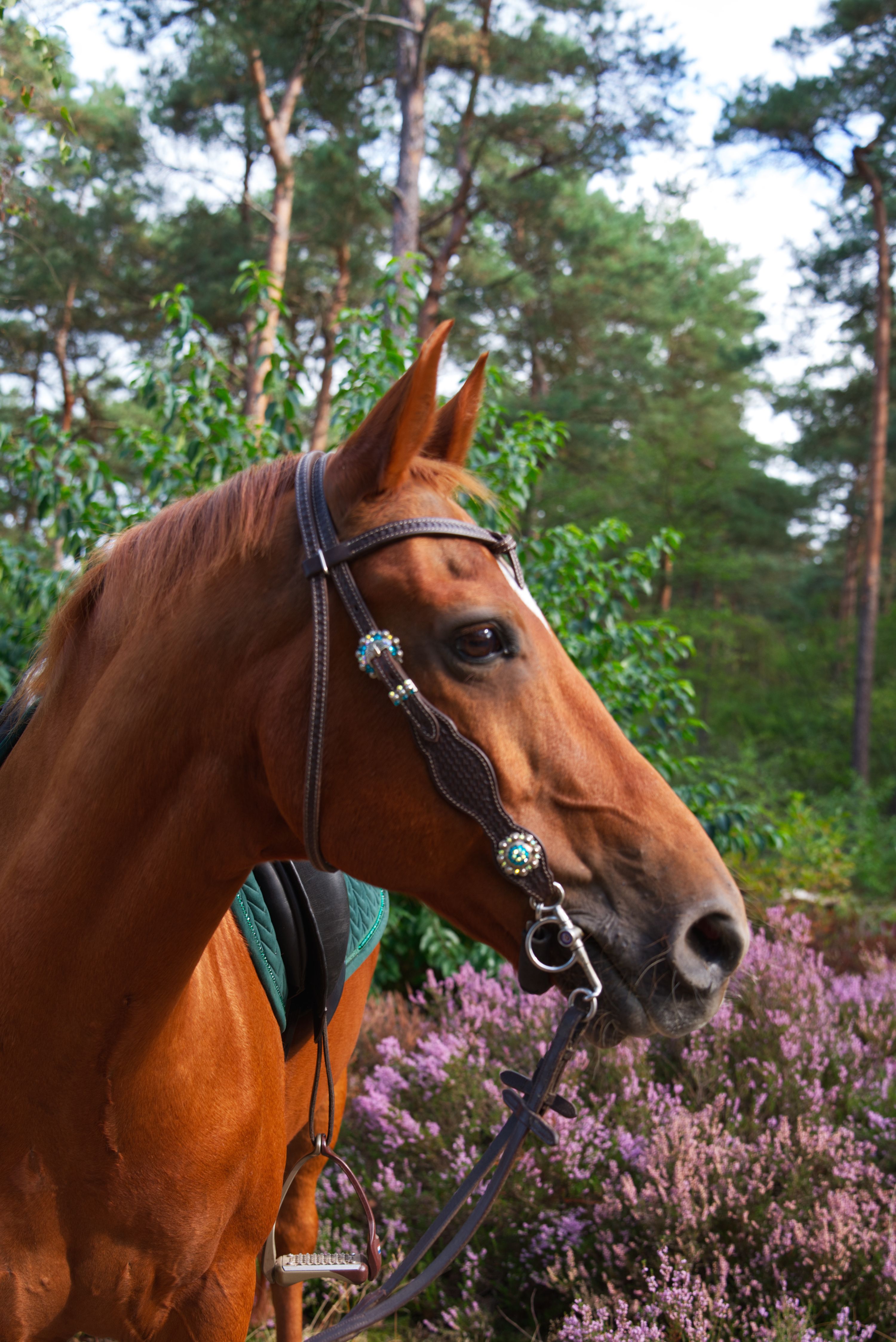 new-forest allround-pony ruin 17 years old vos for sale - Photo 2