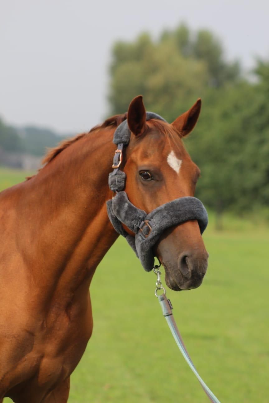 new-forest allround-pony ruin 17 years old vos for sale - Photo 3