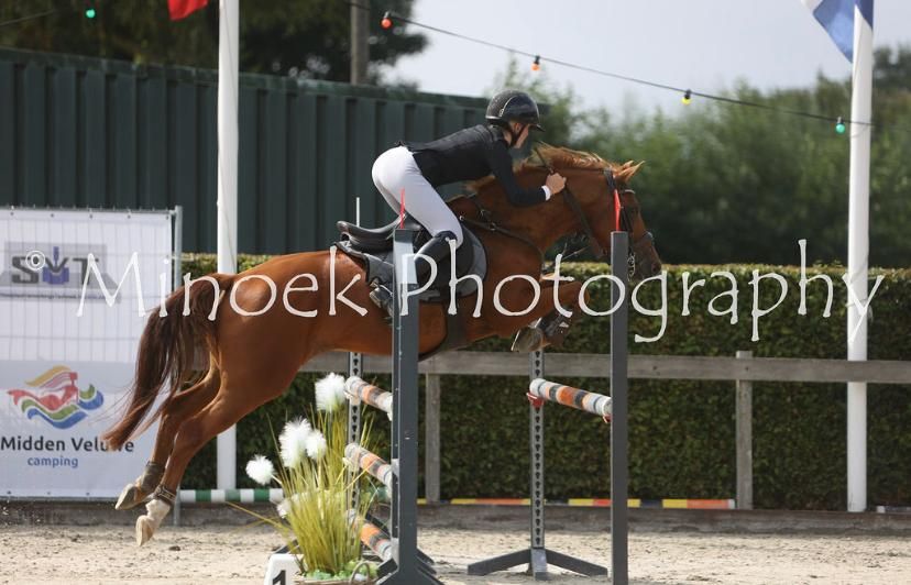new-forest allround-pony ruin 17 years old vos for sale - Photo 4