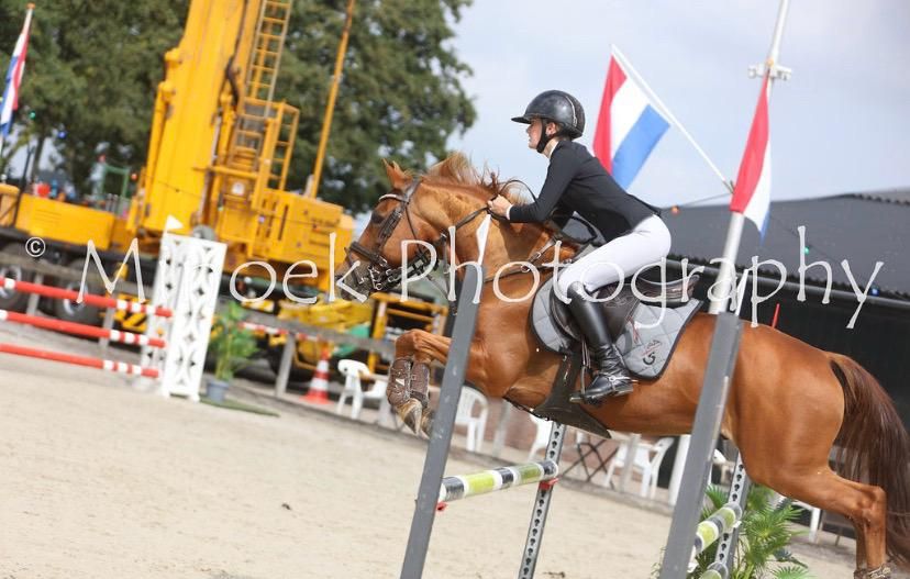 new-forest allround-pony ruin 17 years old vos for sale - Photo 5