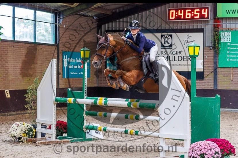 new-forest allround-pony ruin 17 years old vos for sale - Photo 6