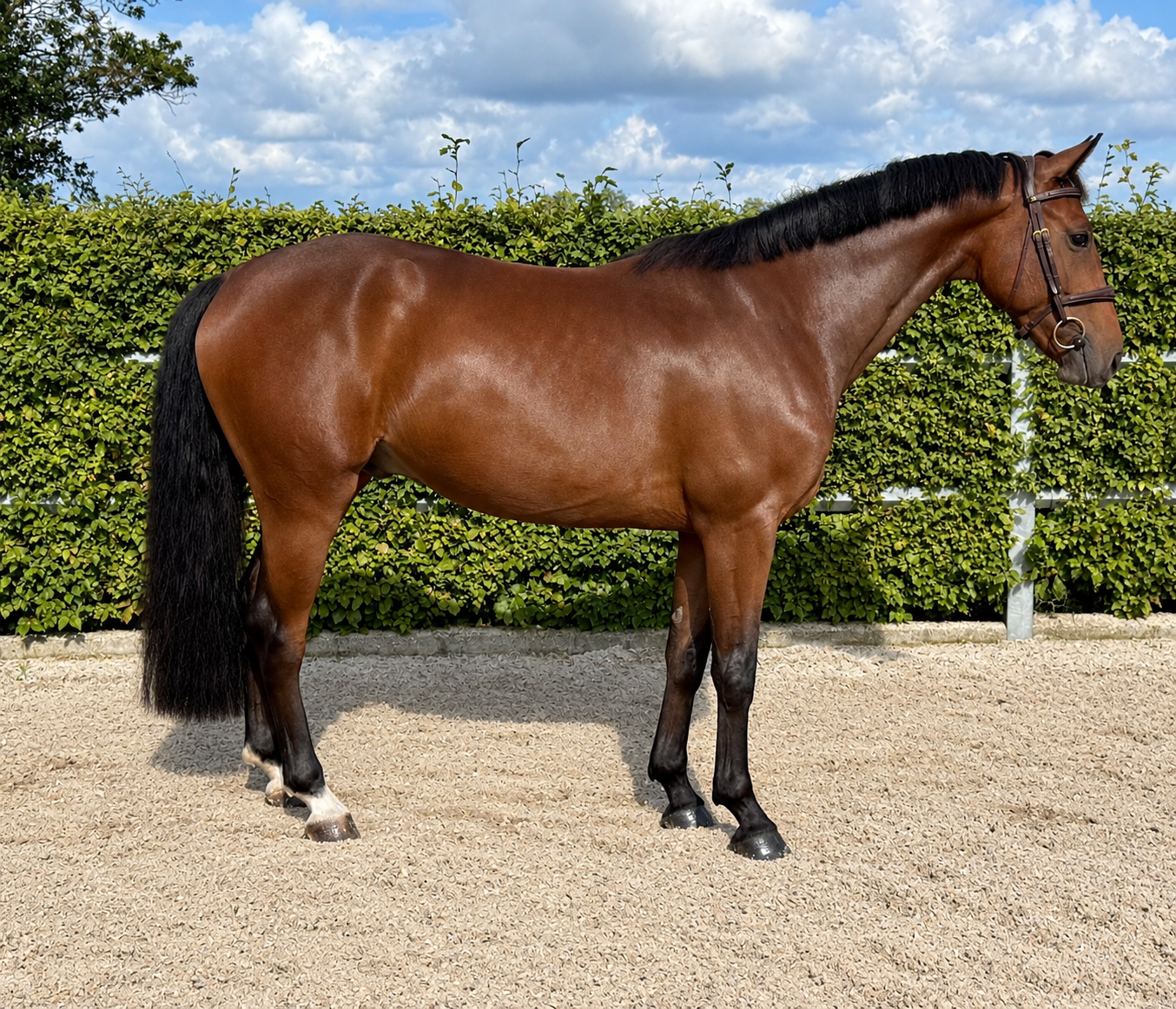springpaard ruin 4 Jahre alt donkerbruin zu verkaufen - Foto 2