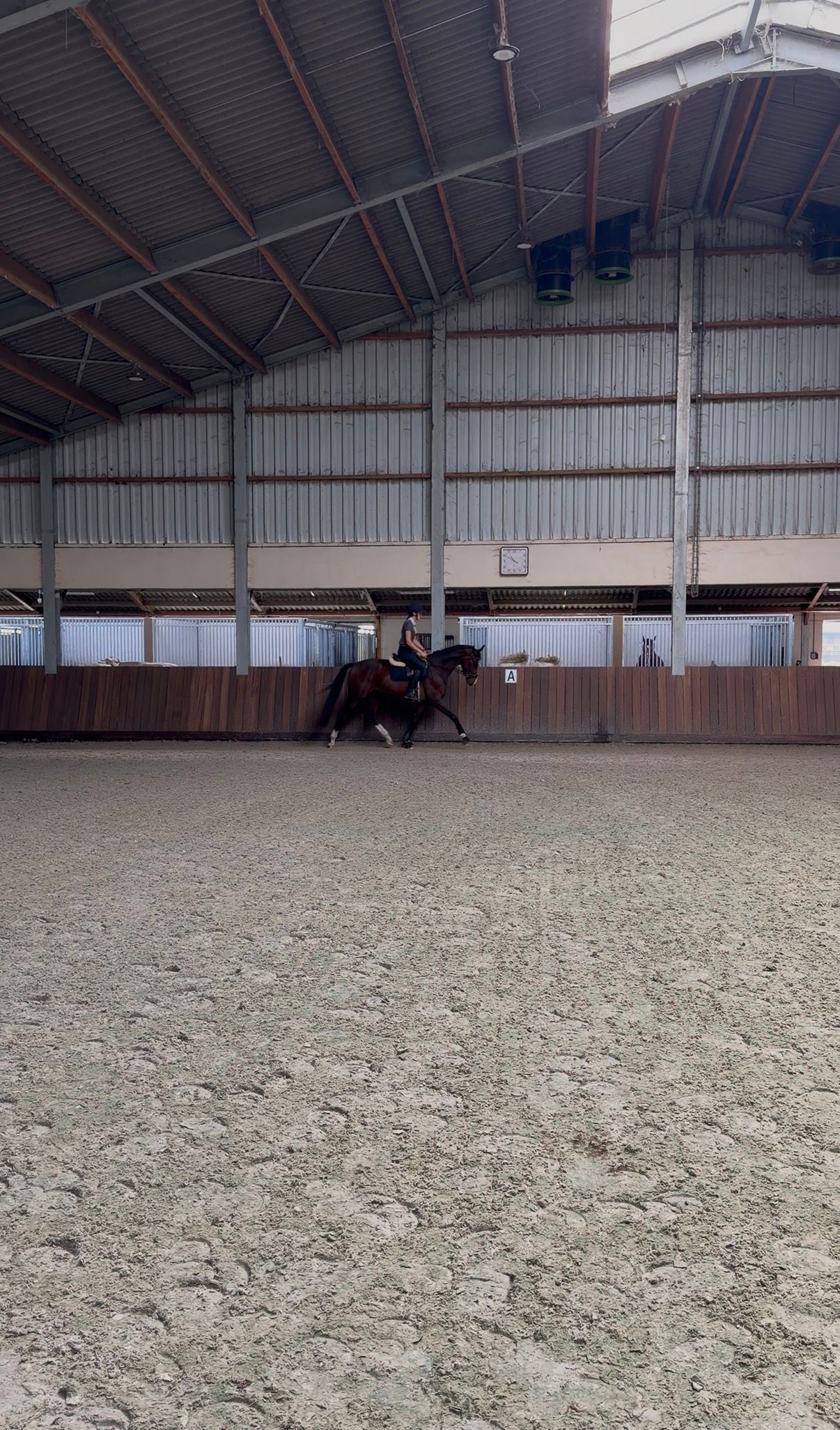 kwpn dressuurpaard ruin 3 Jahre alt donkerbruin zu verkaufen - Foto 4