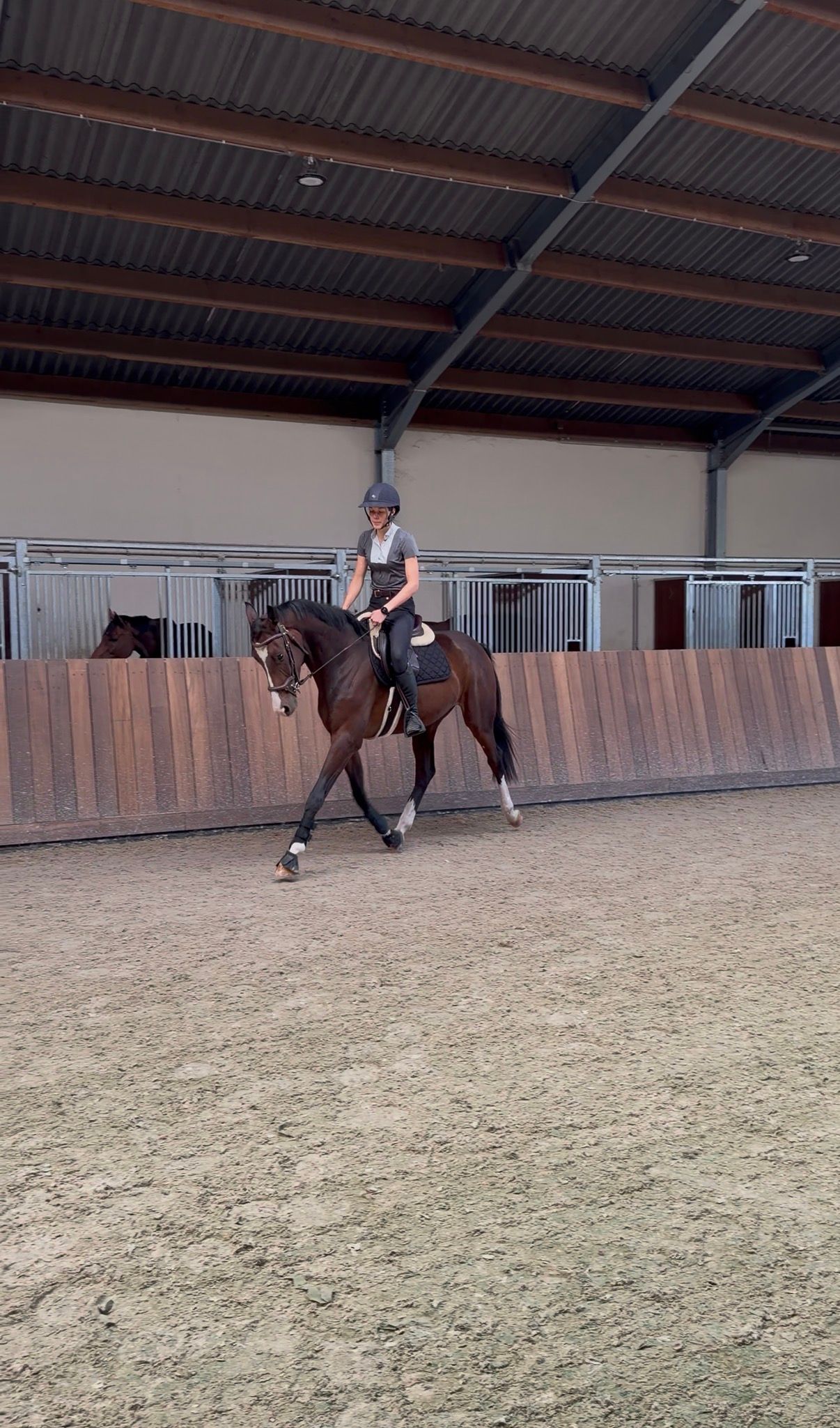 kwpn dressuurpaard ruin 3 Jahre alt donkerbruin zu verkaufen - Foto 5