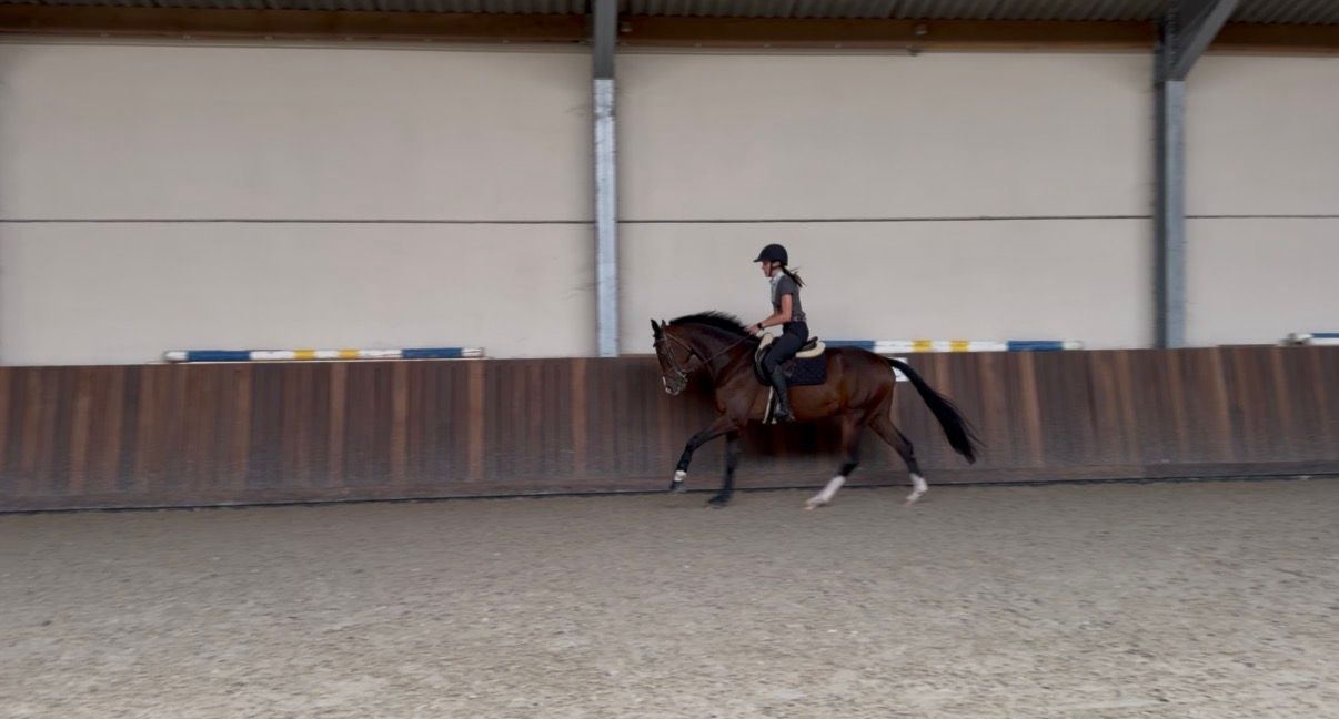 kwpn dressuurpaard ruin 3 Jahre alt donkerbruin zu verkaufen - Foto 2