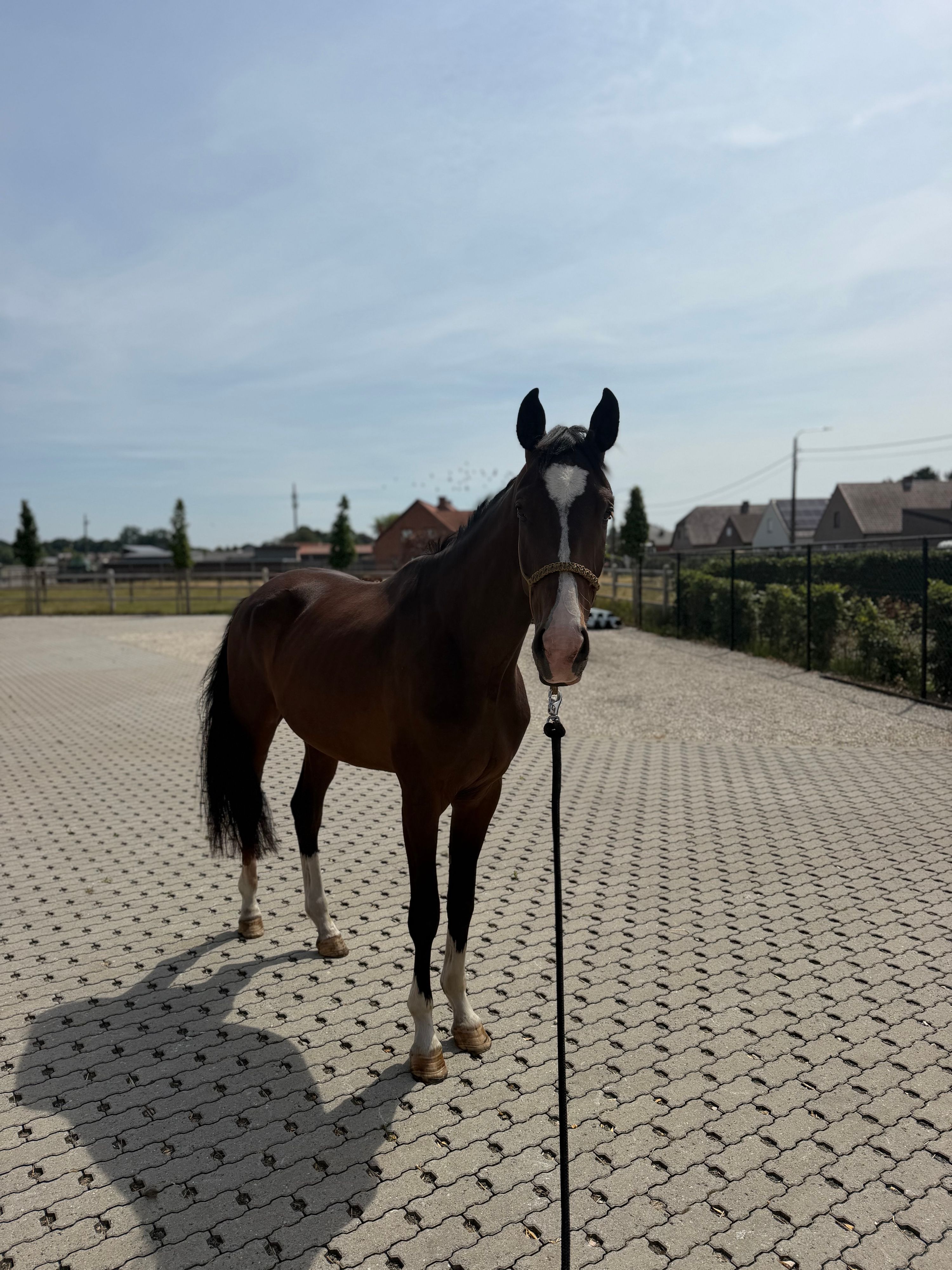 kwpn dressuurpaard ruin 3 Jahre alt donkerbruin zu verkaufen - Foto 6