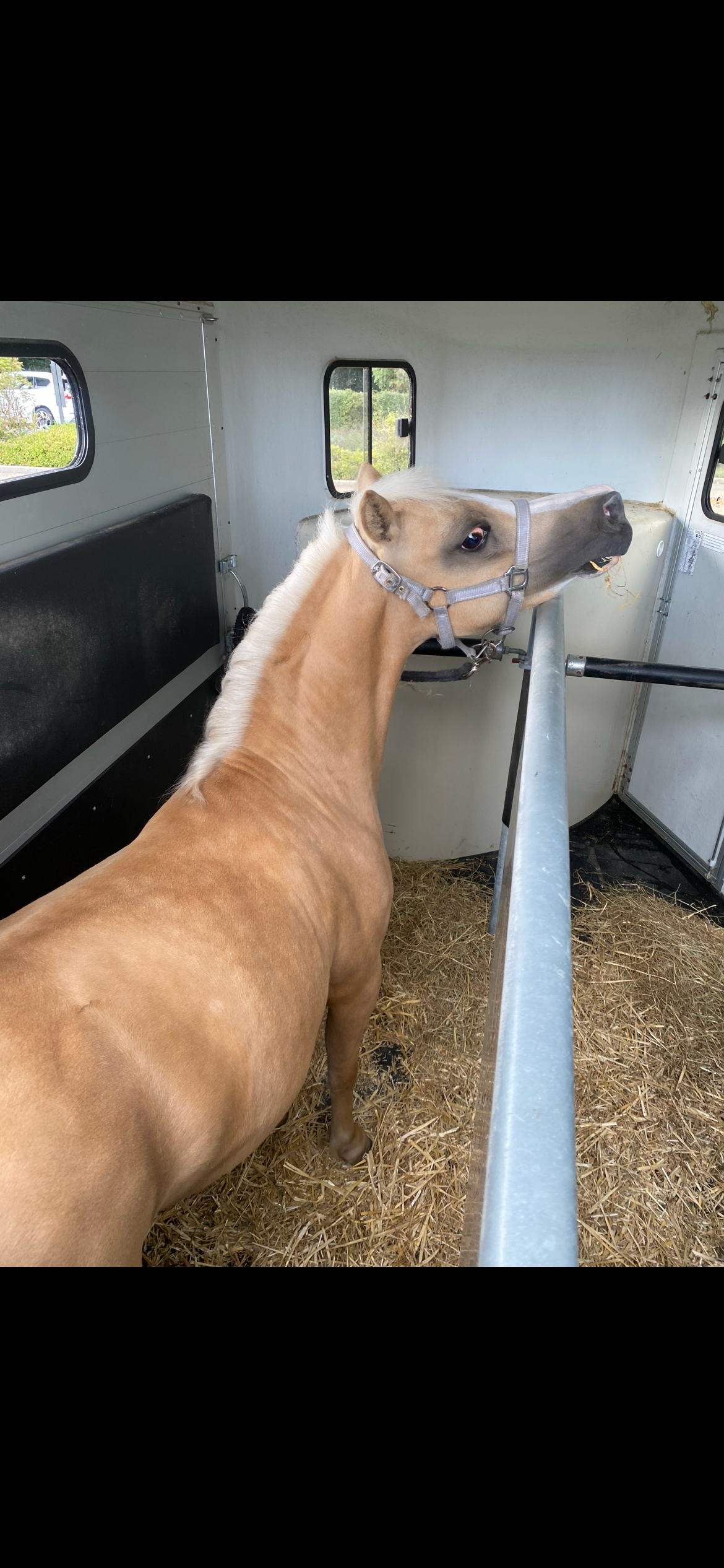 welsh pony merrie 4 jaar te koop - Foto 2