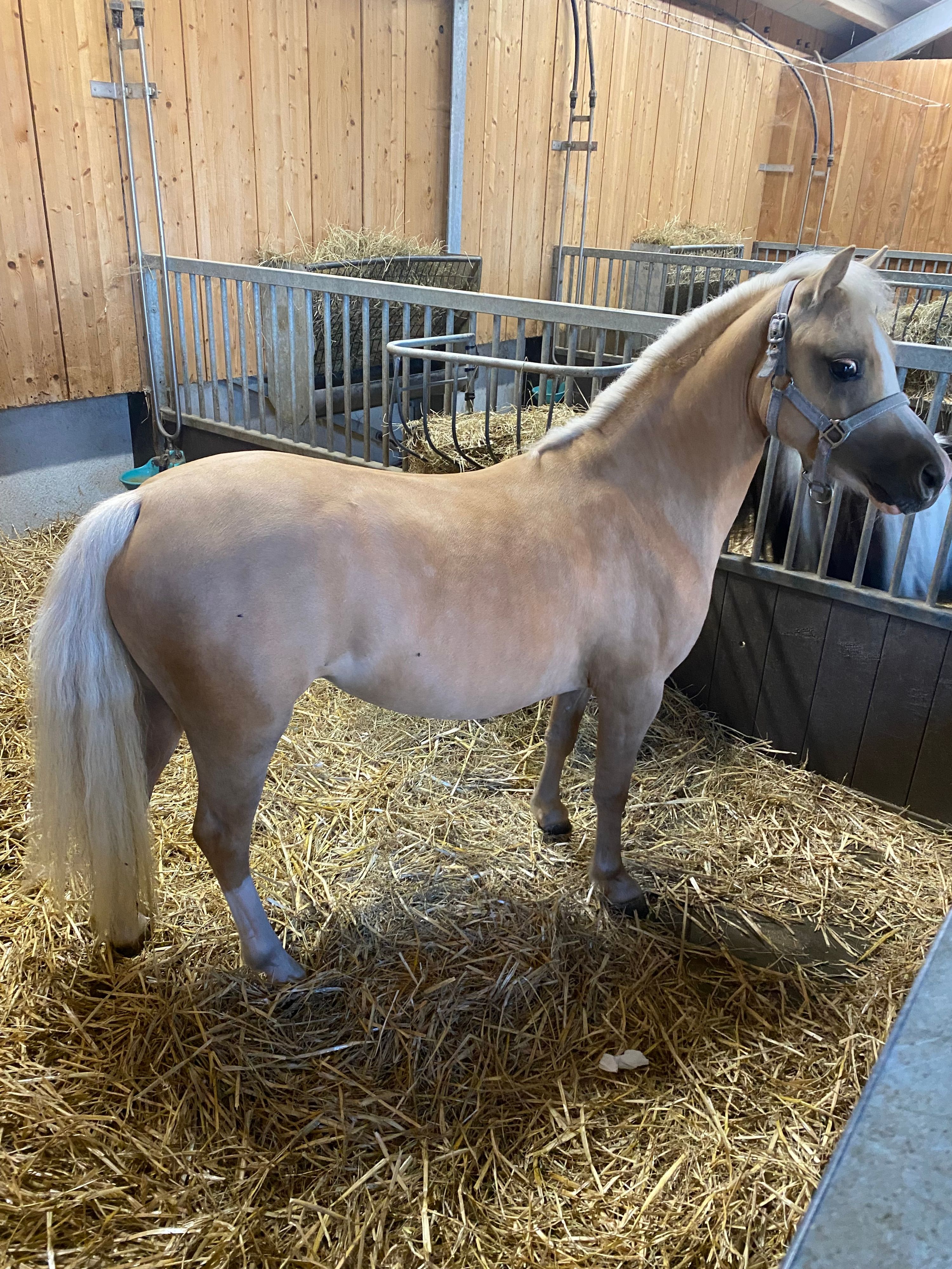 welsh pony merrie 4 jaar te koop - Foto 3