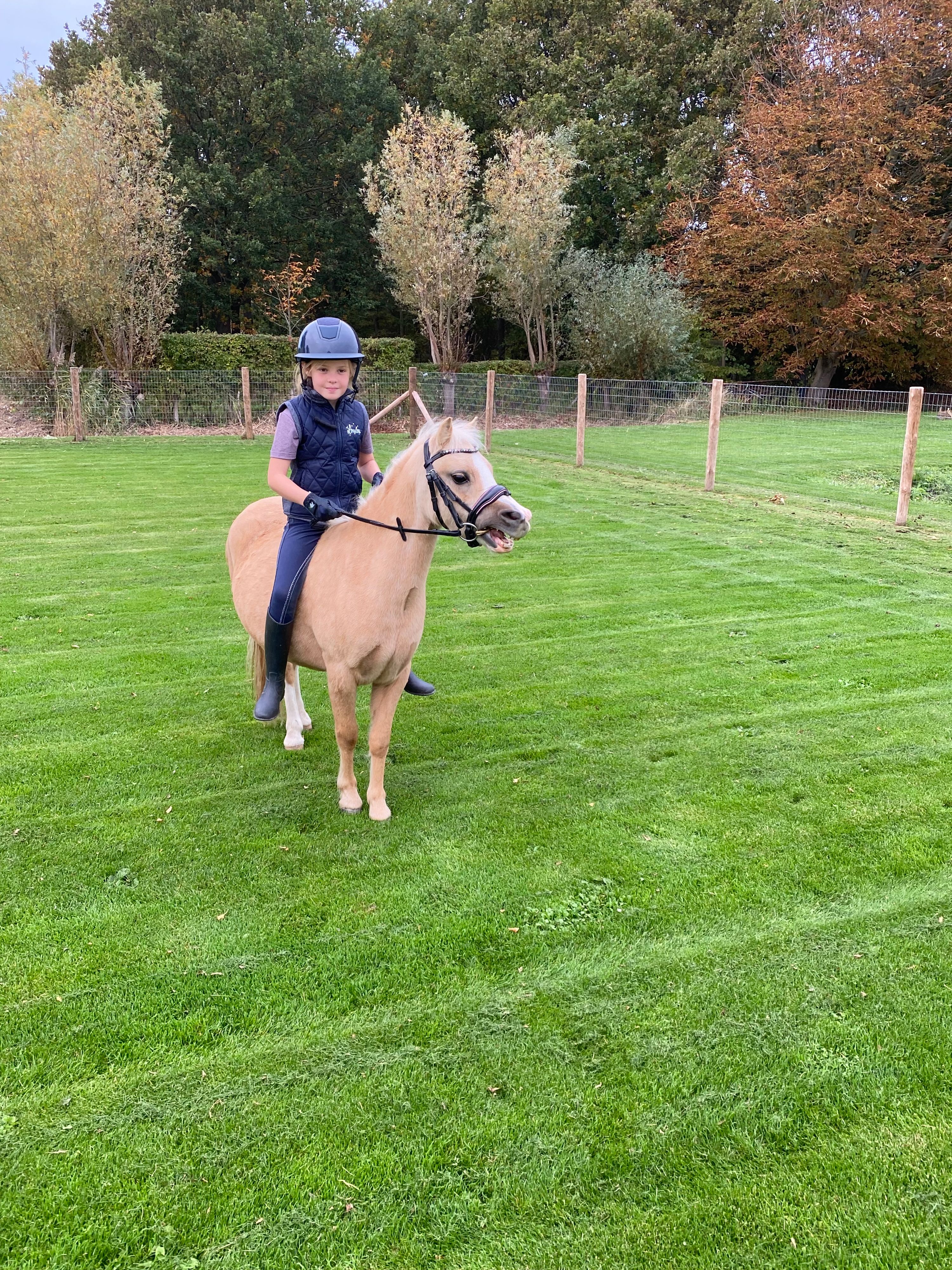 welsh pony merrie 4 jaar te koop - Foto 5