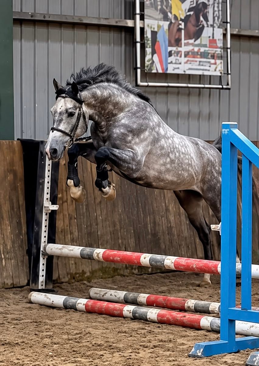 Talentvolle 4-jarige E-springpony | 1,54 m | ruin | zangersheide