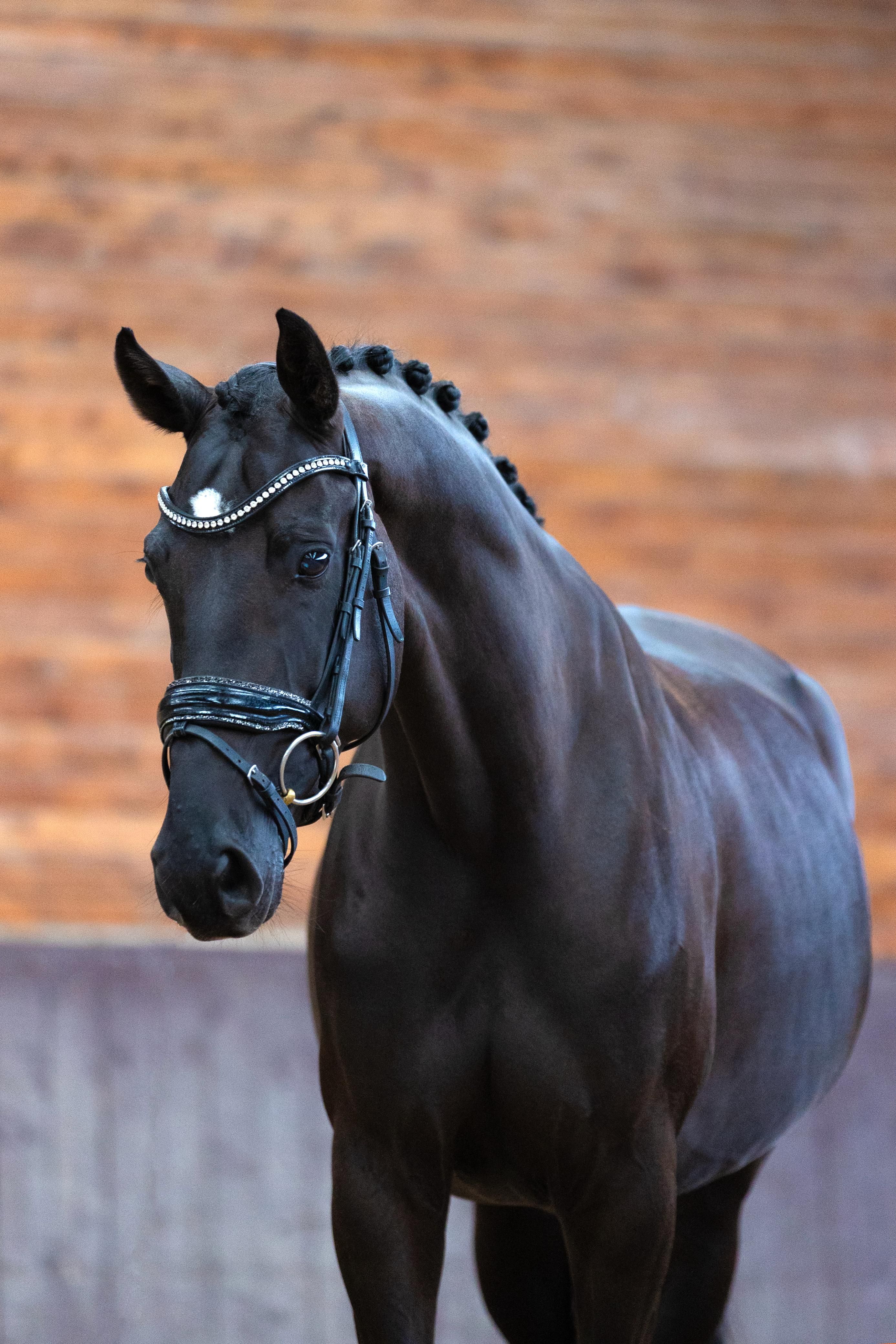 kwpn dressuurpaard merrie 6 år zwart till salu - Foto 6