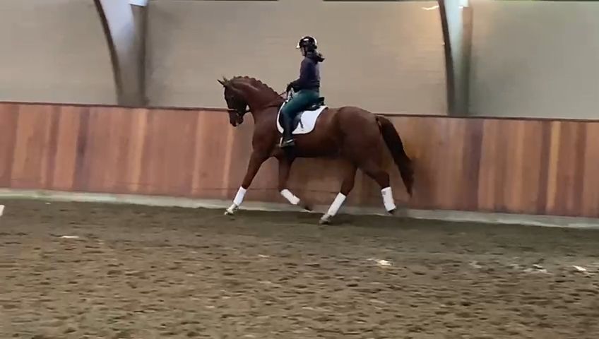 kwpn dressuurpaard ruin 4 år vos till salu - Foto 2