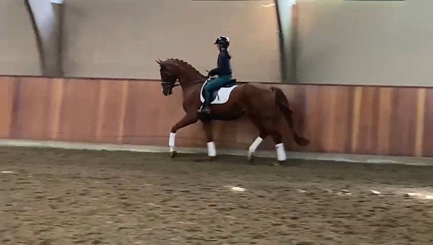 Talangfull Ferguson x Zhivago 4-årig valack till salu