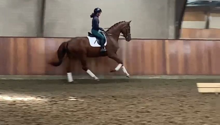 kwpn dressuurpaard ruin 4 år vos till salu - Foto 3